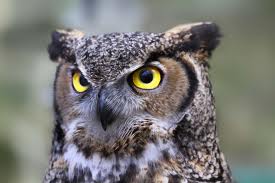 owl picture.jpg