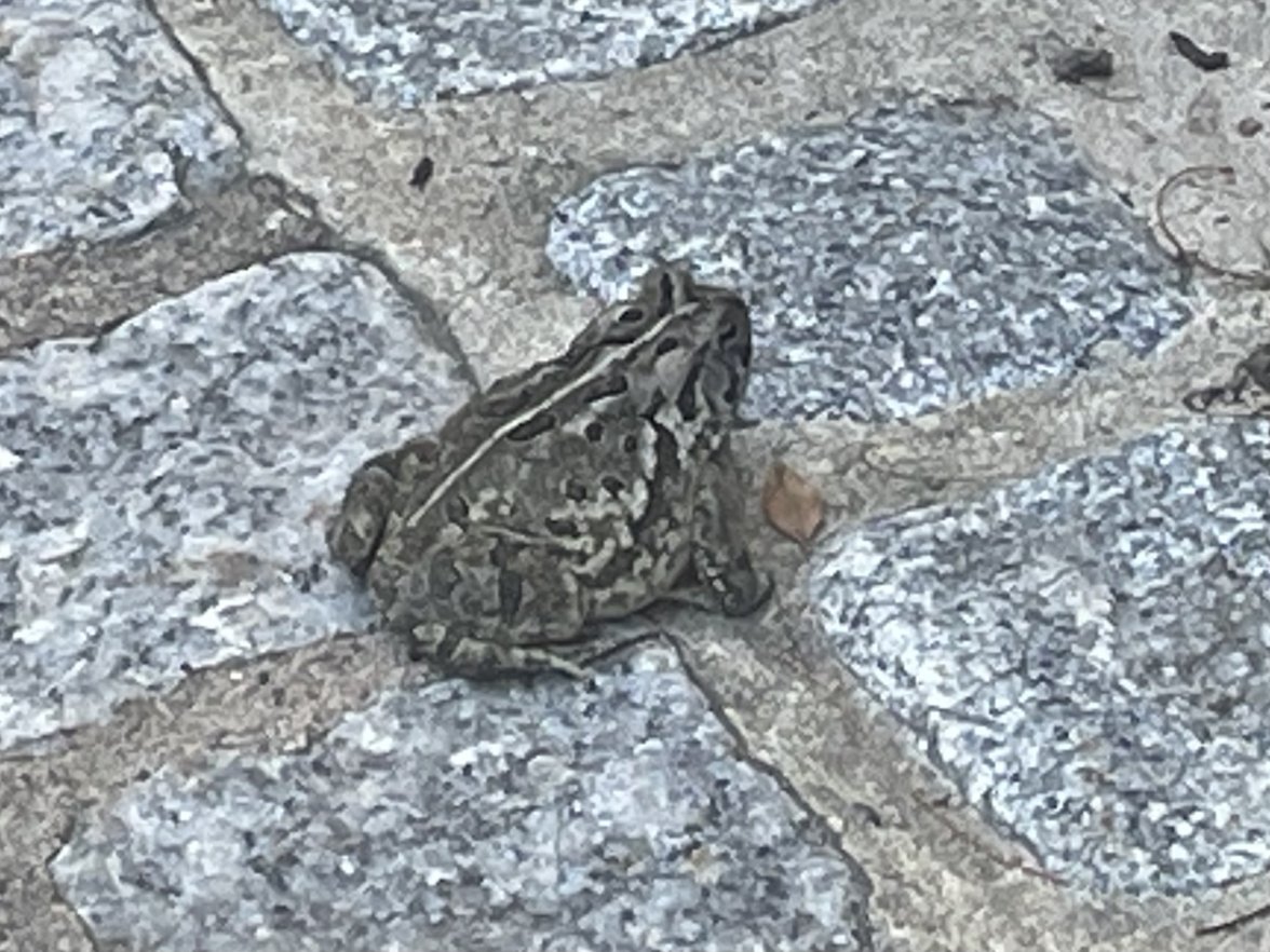 IMG_7966.jpeg