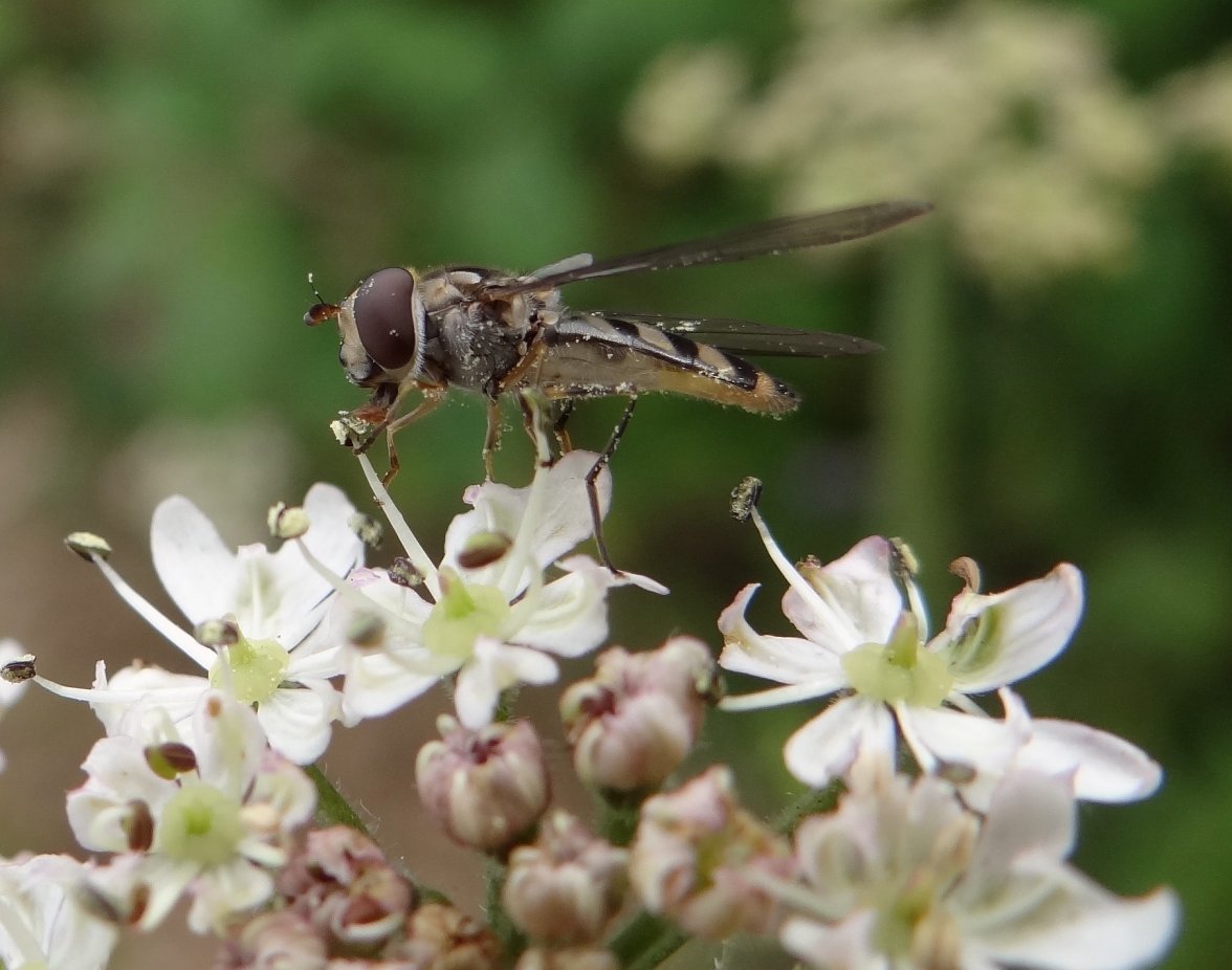 HOVERFLY 1 220624.jpg