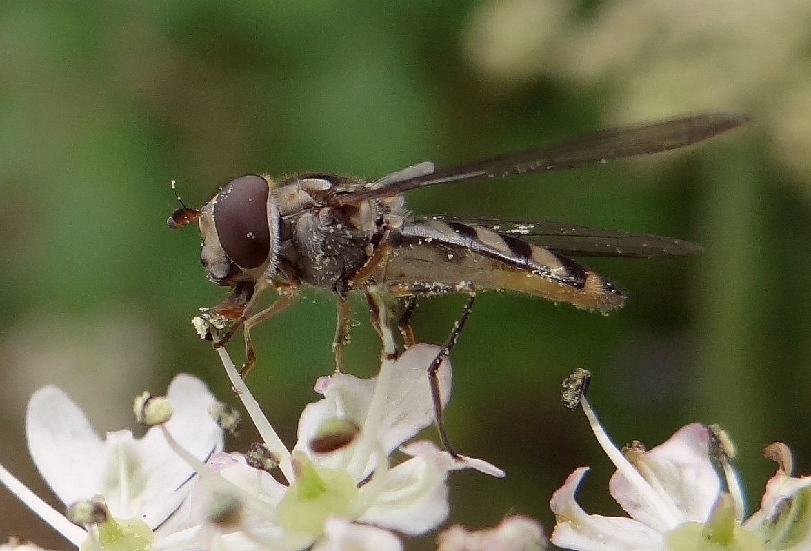 HOVERFLY 2 220624.jpg