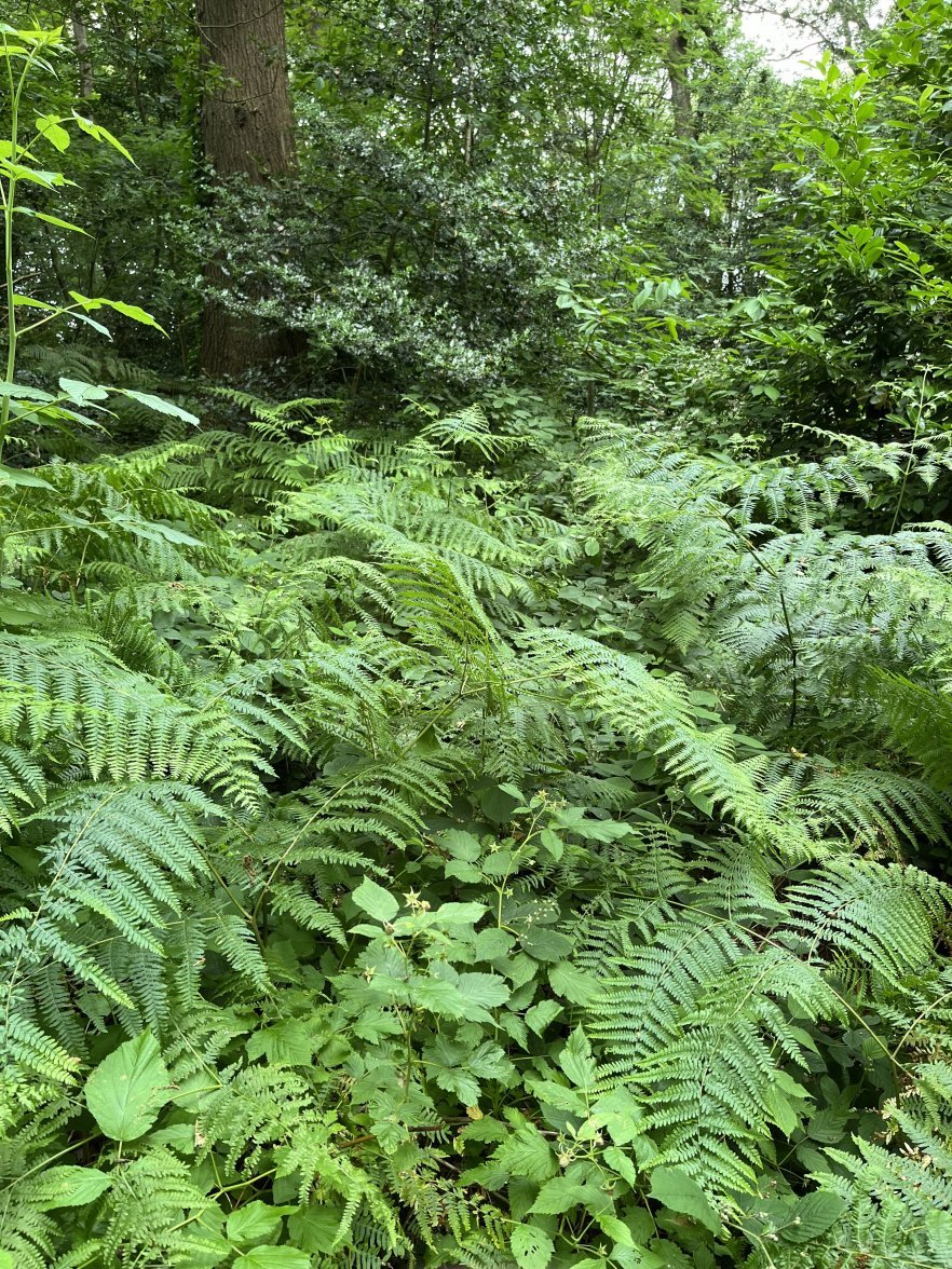 IMG_0257.jpeg IMG_0257.jpeg