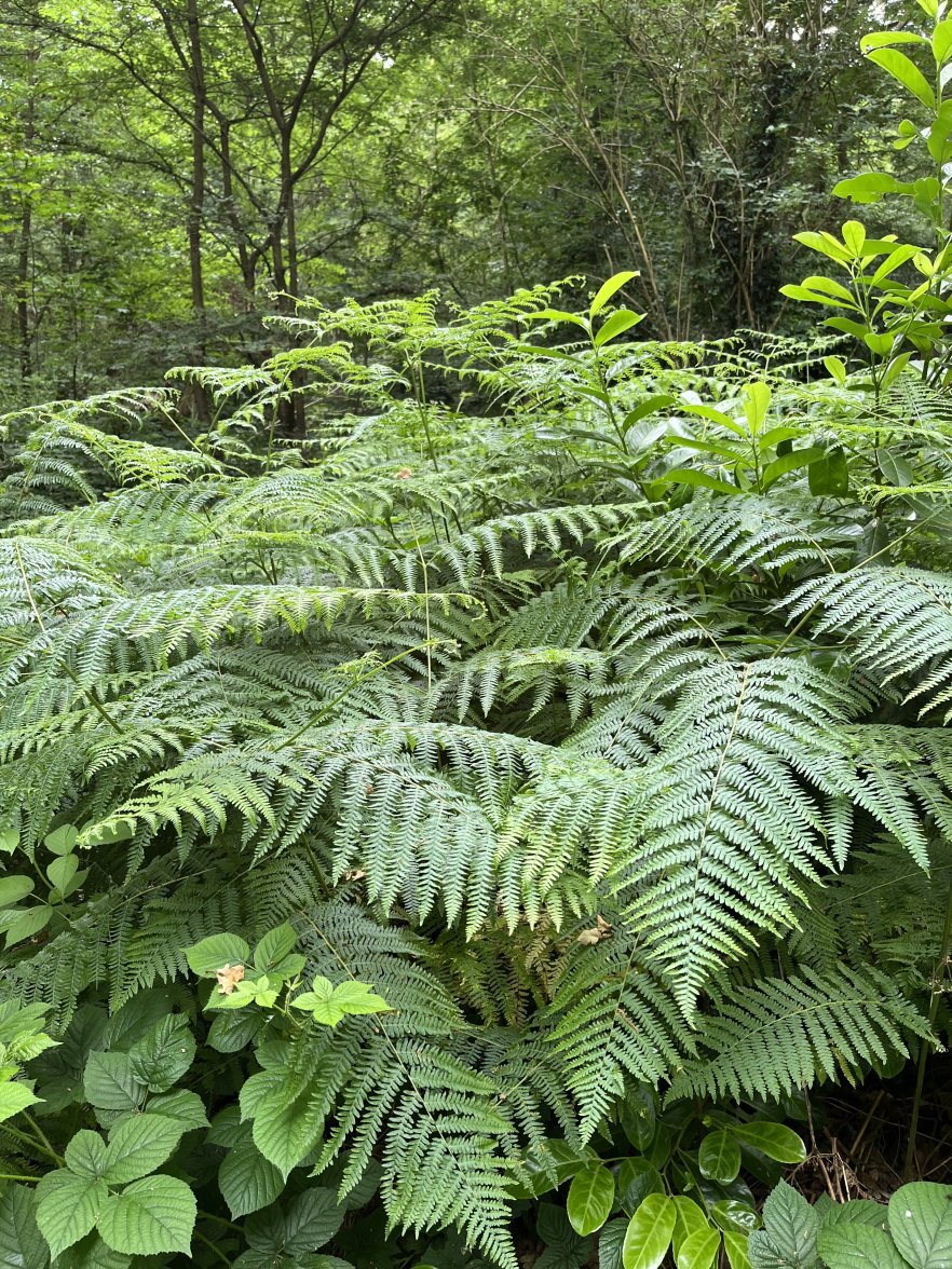 IMG_0254.jpeg IMG_0254.jpeg