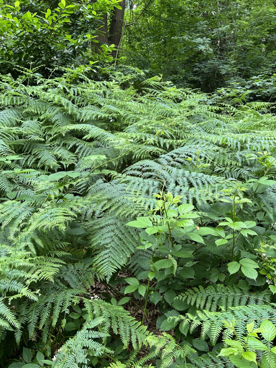 IMG_0252.jpeg IMG_0252.jpeg