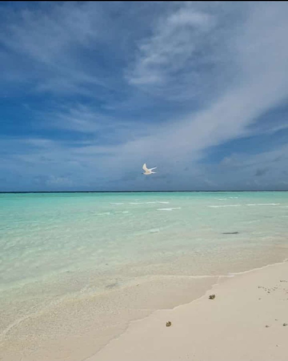 maldive (3).jpg maldive (3).jpg