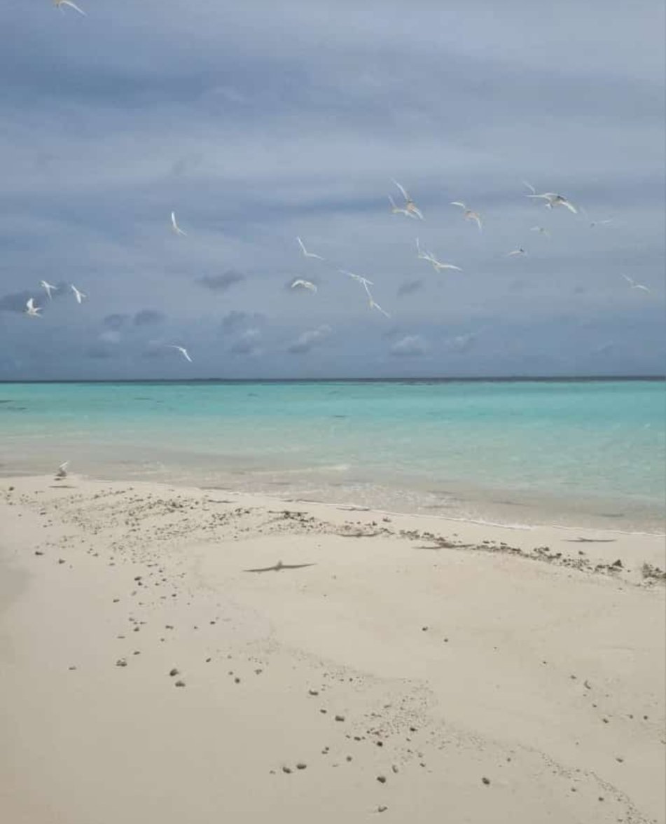 maldive (5).jpg maldive (5).jpg