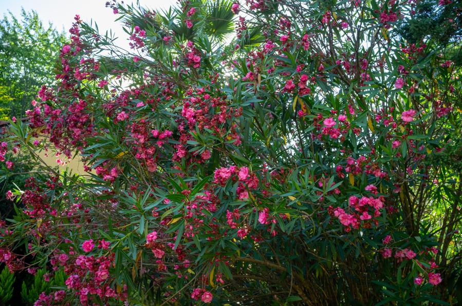 DSCF1090_899.jpg DSCF1090_899.jpg