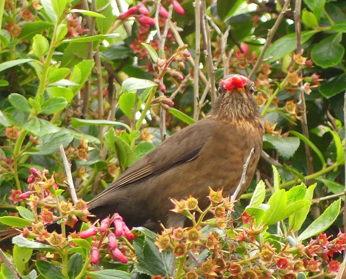 BLACKBIRD 4 160724.jpg