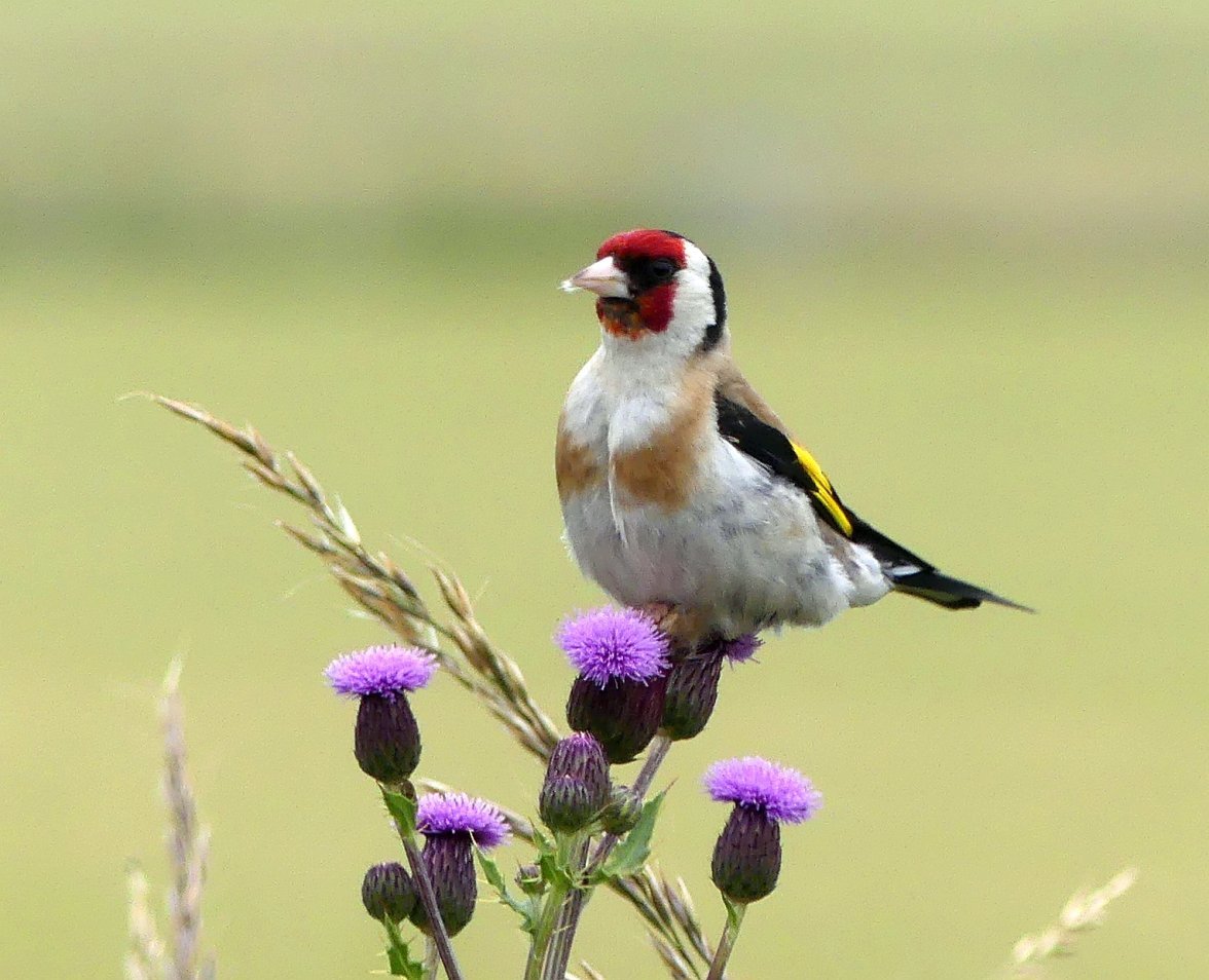 GOLDFINCH 2 160724.jpg