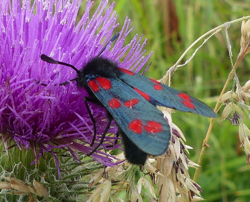 SIX SPOT BURNET MOTH 6 160724.jpg