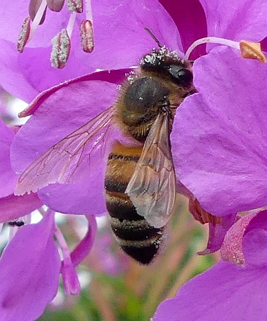 BEE 1 220724.jpg