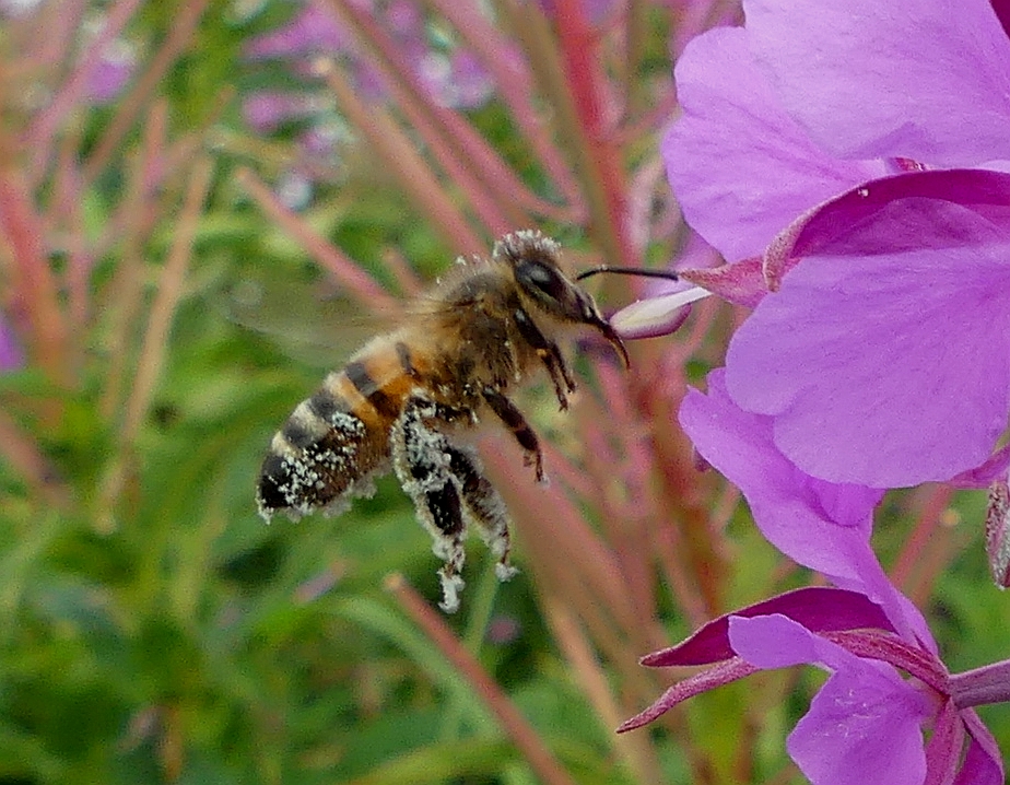 BEE 5 220724.jpg