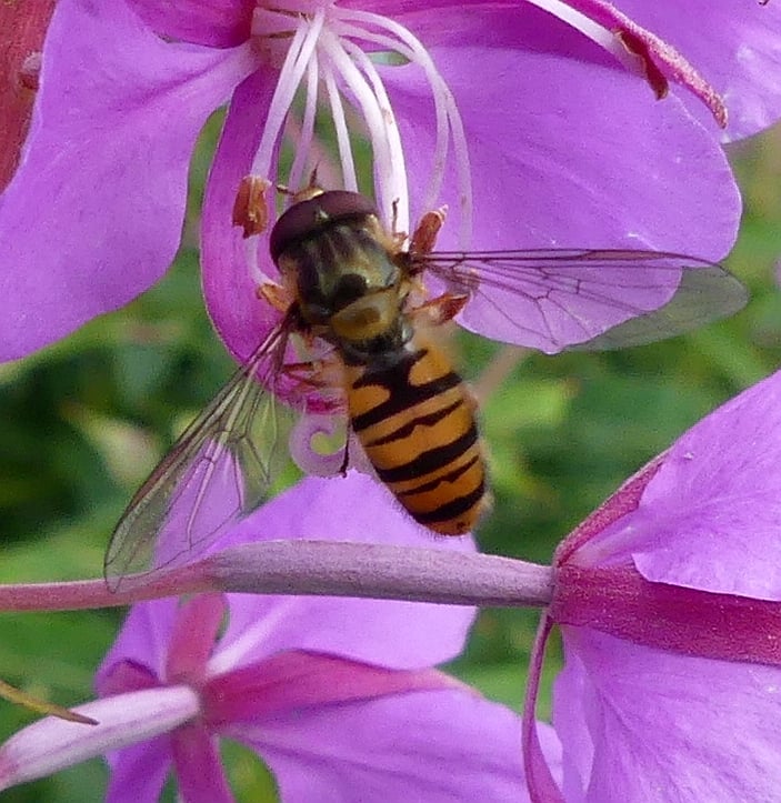 HOVERFLY 4 220724.jpg