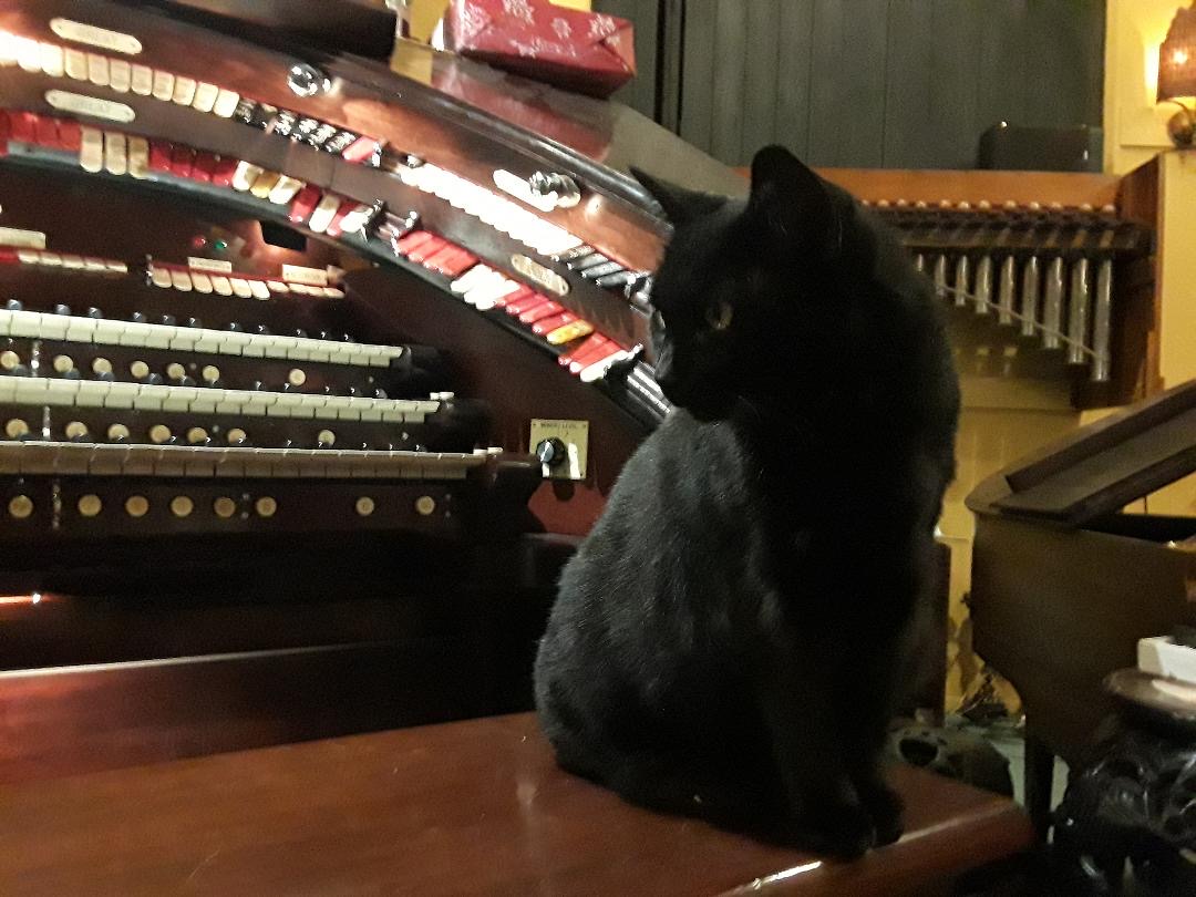 Midnight @ Rio Vista 2020.jpeg Midnight @ Rio Vista 2020.jpeg