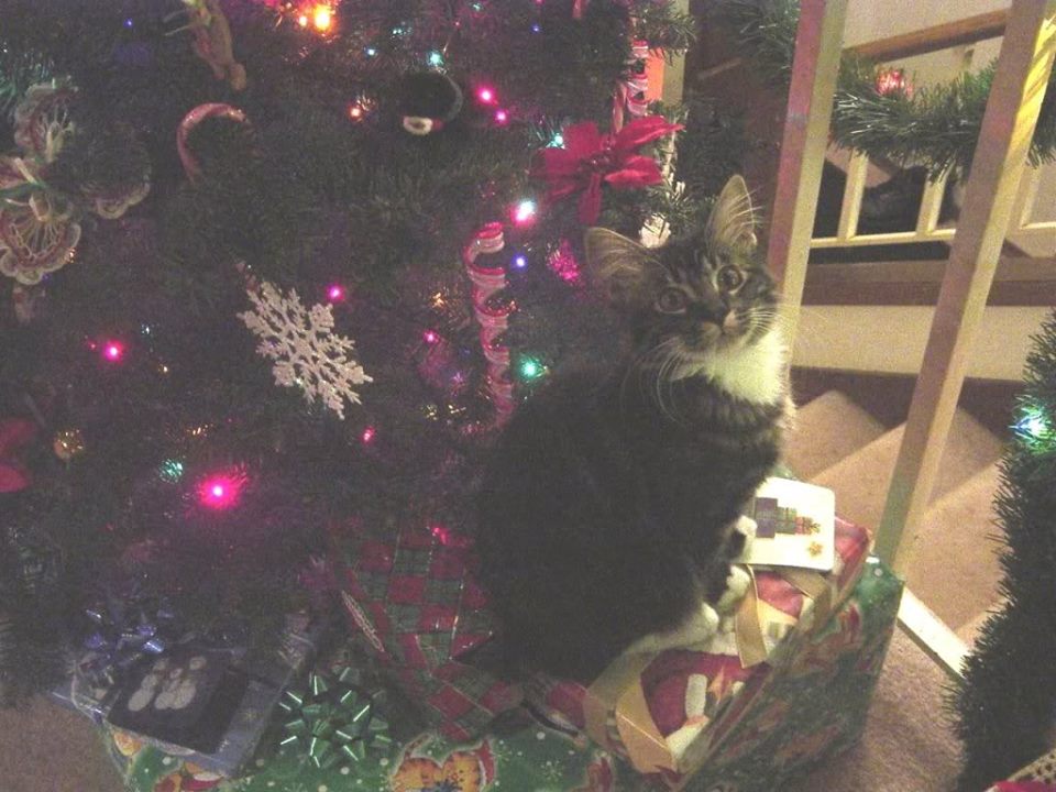Jagger Christmas.jpg