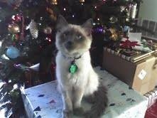 Harry Christmas.jpg