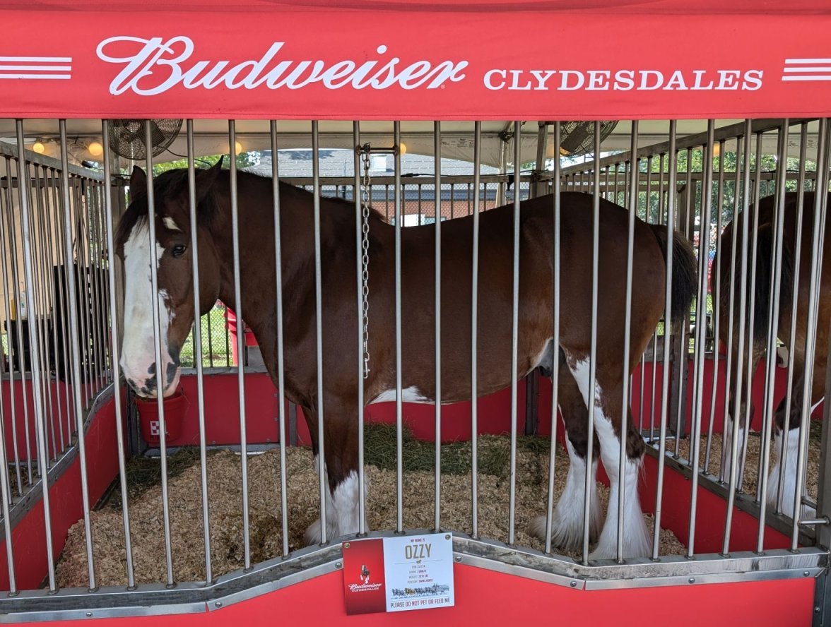 Willard Clydesdale PXL_20240810_182628253.jpg