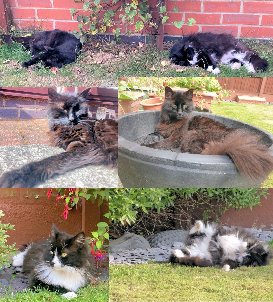 Cats Aug 2024 - Copy.jpg