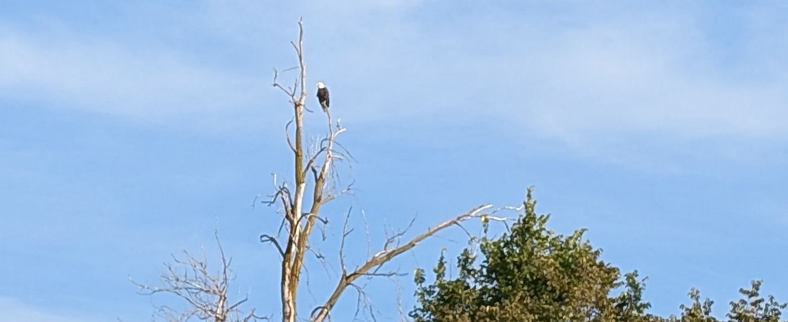 bald eagle PXL_20240915_130738932.jpg