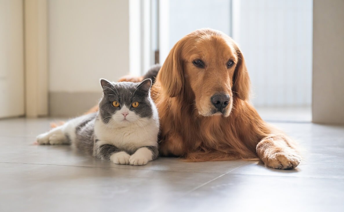 DOG-TOWARDS-CATS.jpg