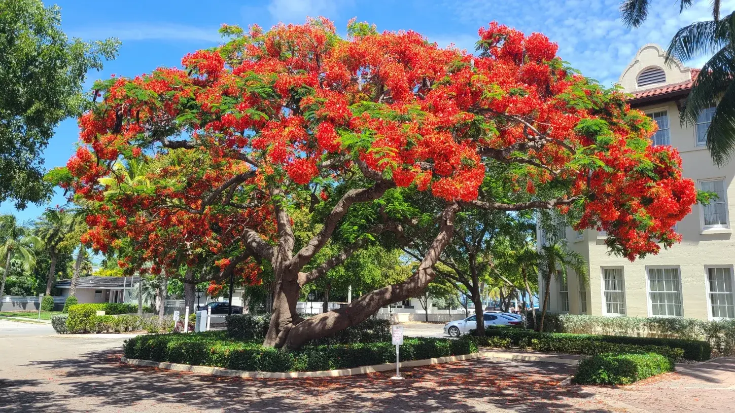 poinciana.webp