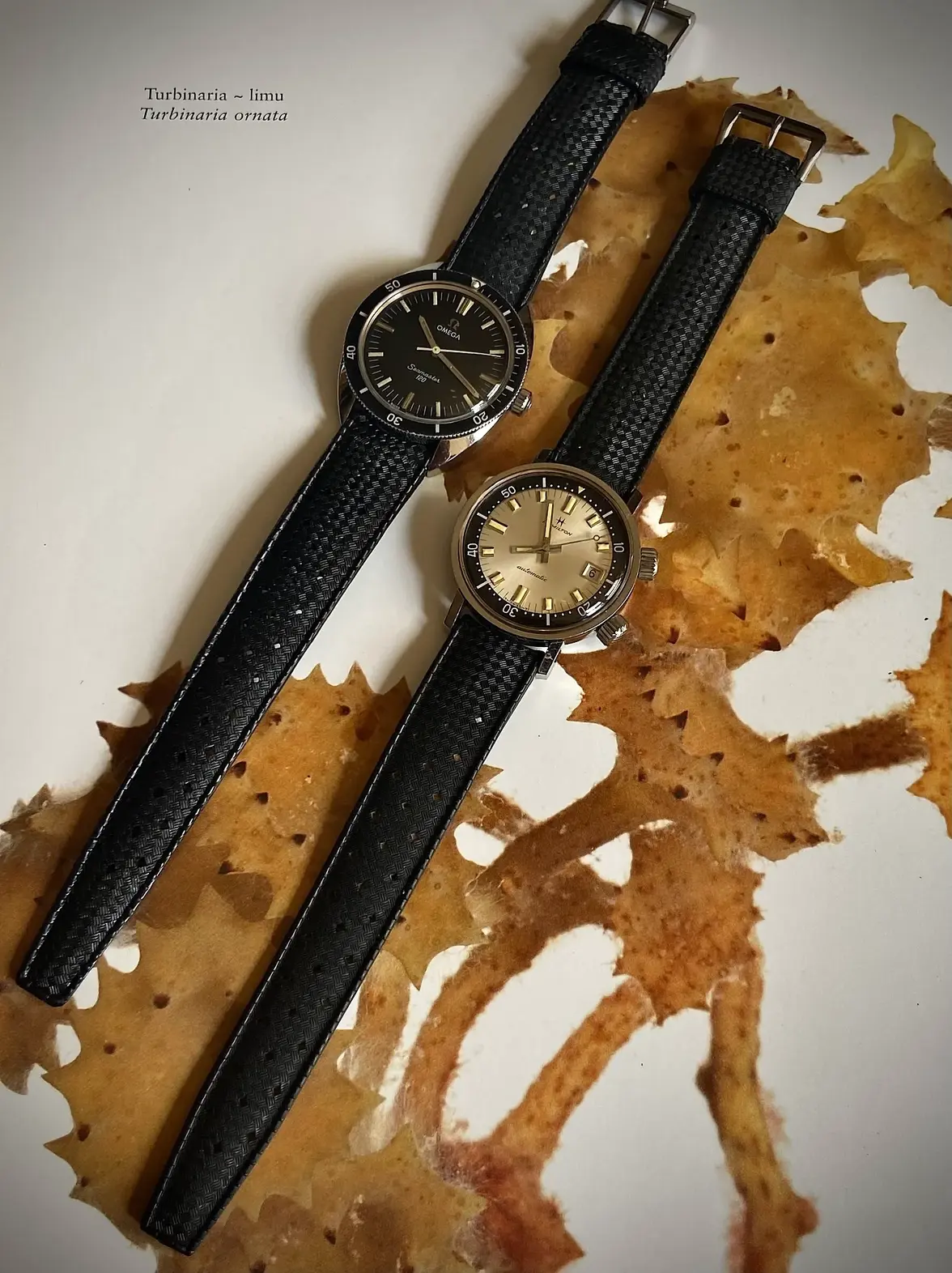 440751547_10160178592124537_6349141635169933231_n 2.webp