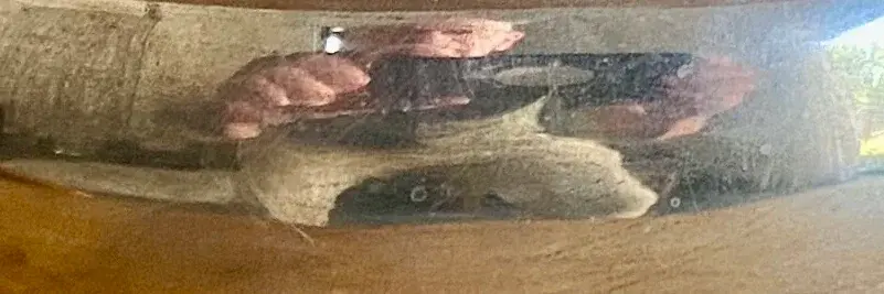 Screen Shot 2025-01-04 at 10.29.58 AM.webp Screen Shot 2025-01-04 at 10.29.58 AM.webp