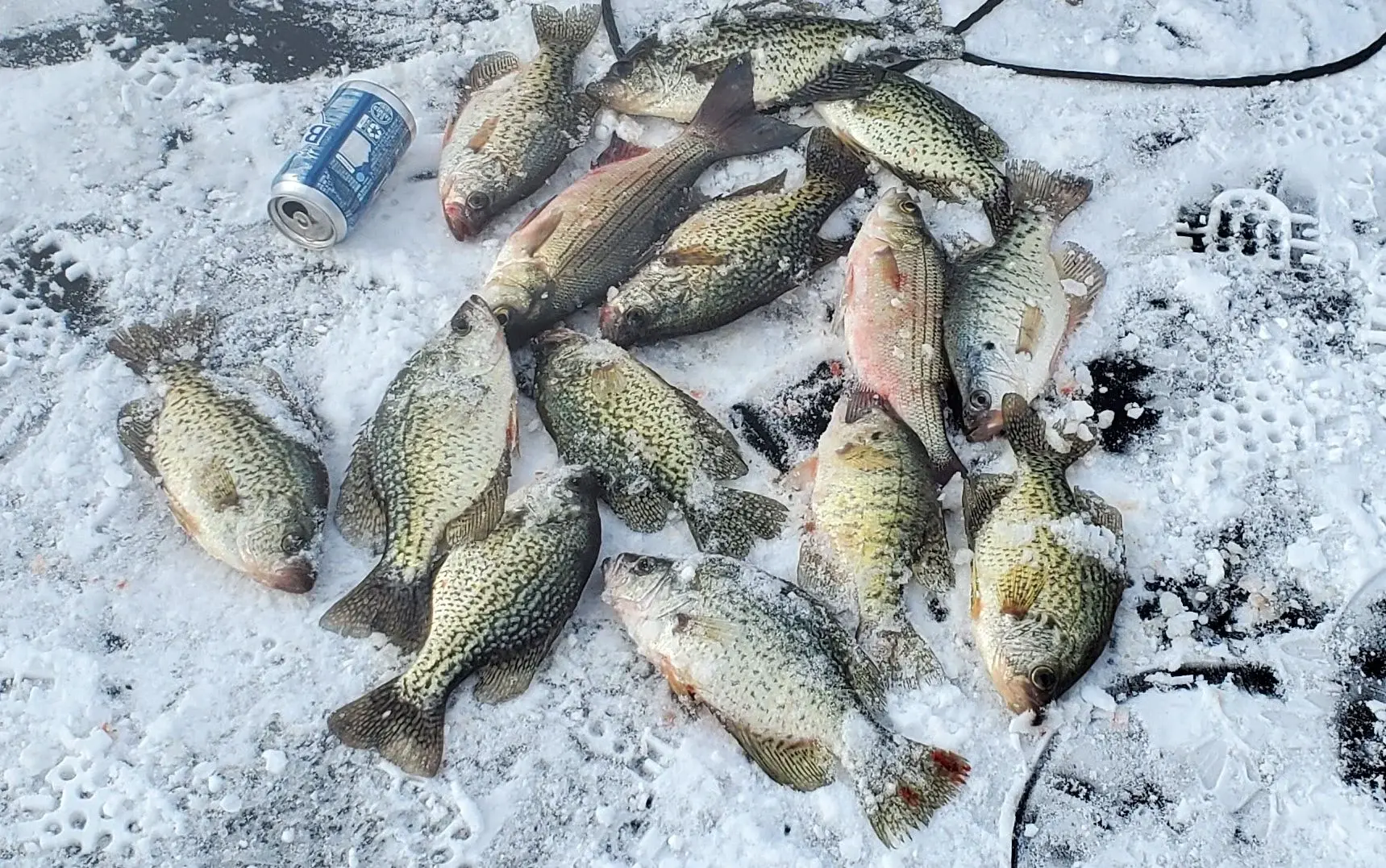 Willard ice fishing 3 20250111_134752.webp