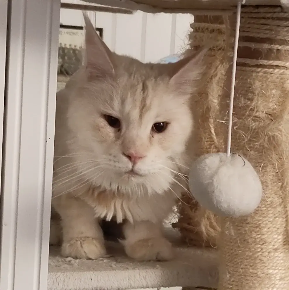 IMG_20250201_173434.webp IMG_20250201_173434.webp