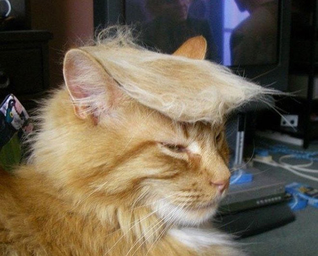cat-hairstyle-1.jpg