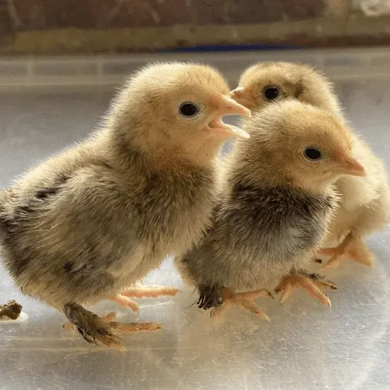 sablepoots-day-old-chicks-next-available-spring-2025-mix-match-on-the-day-mix-match-5-for-50-...webp