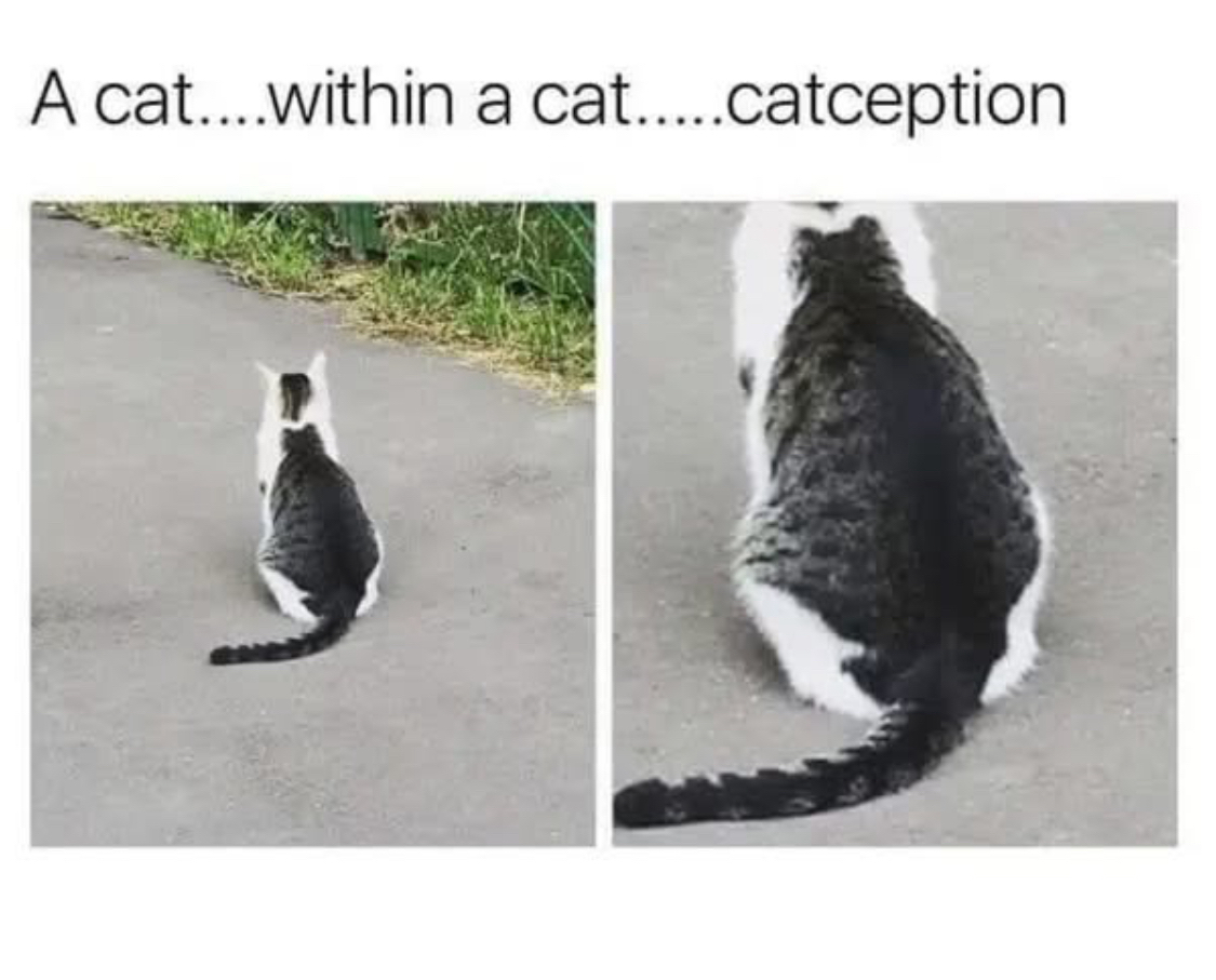catception.webp