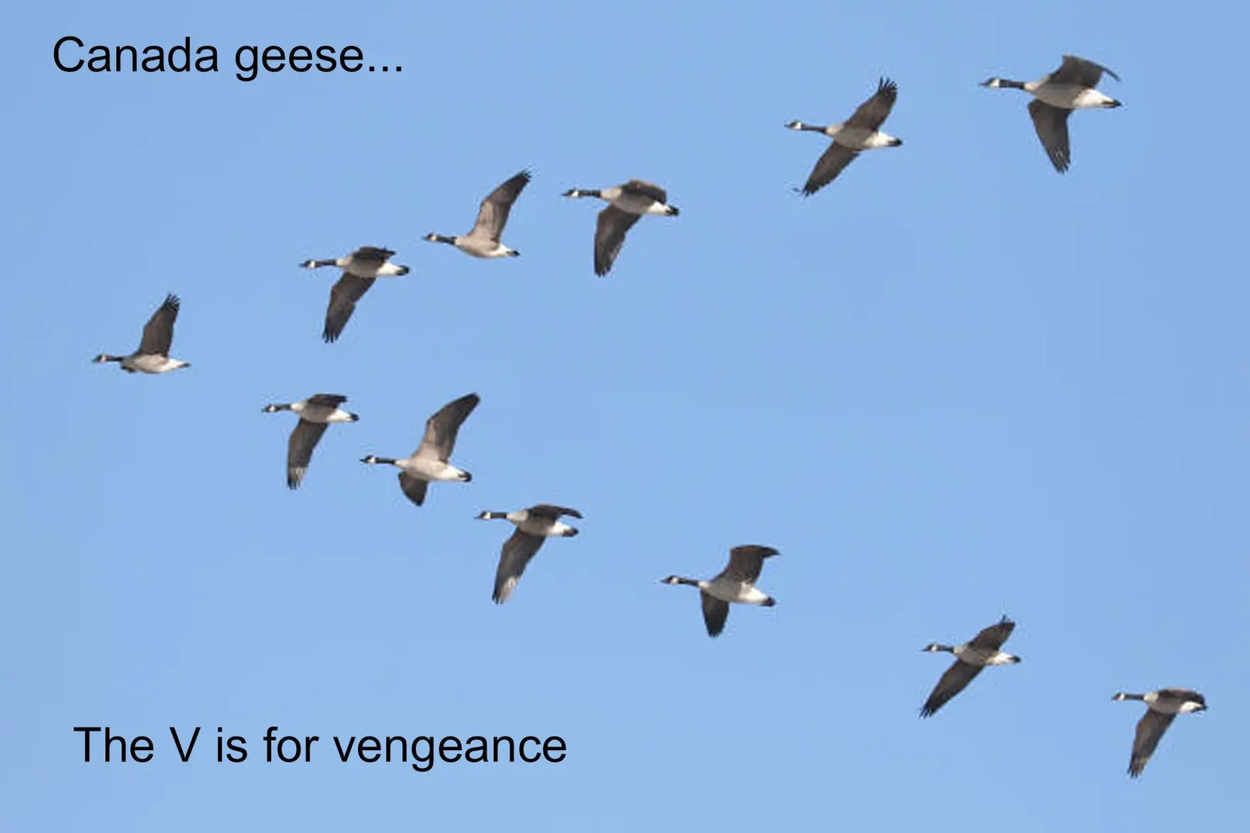 V is for vengeance.webp