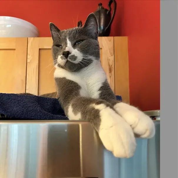 Screen Shot 2025-05-08 at 11.49.41 AM.webp