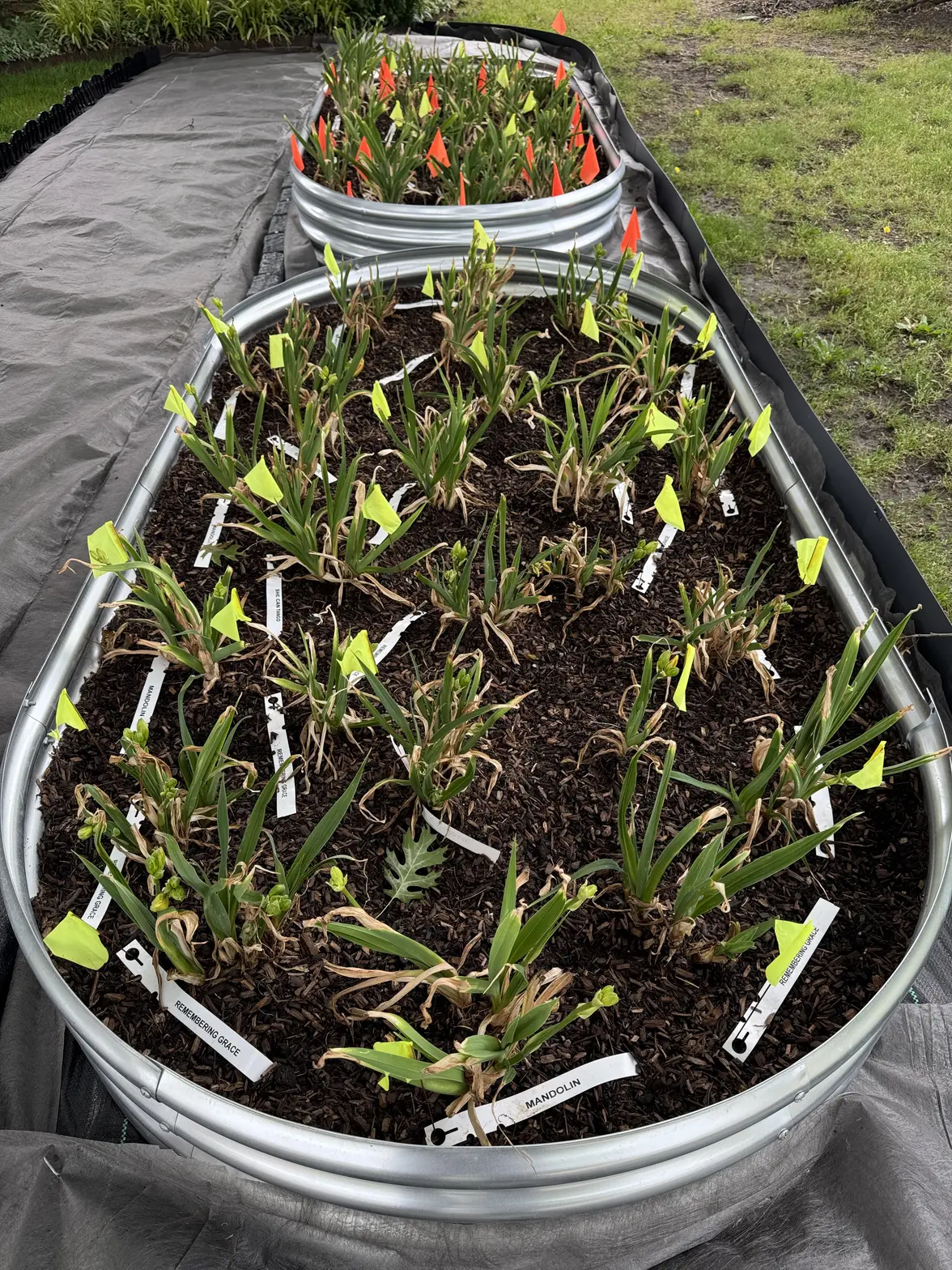 Raised Planters.webp