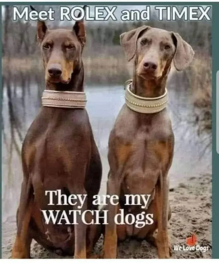 6efb828488fbd79c8ea1dfac1edcc939.webp 6efb828488fbd79c8ea1dfac1edcc939.webp