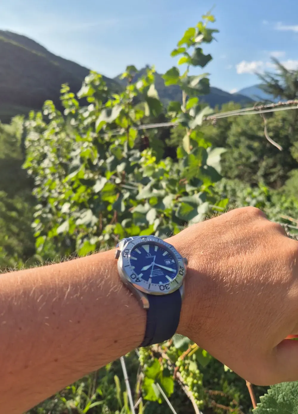 2231-80 Zealande.webp