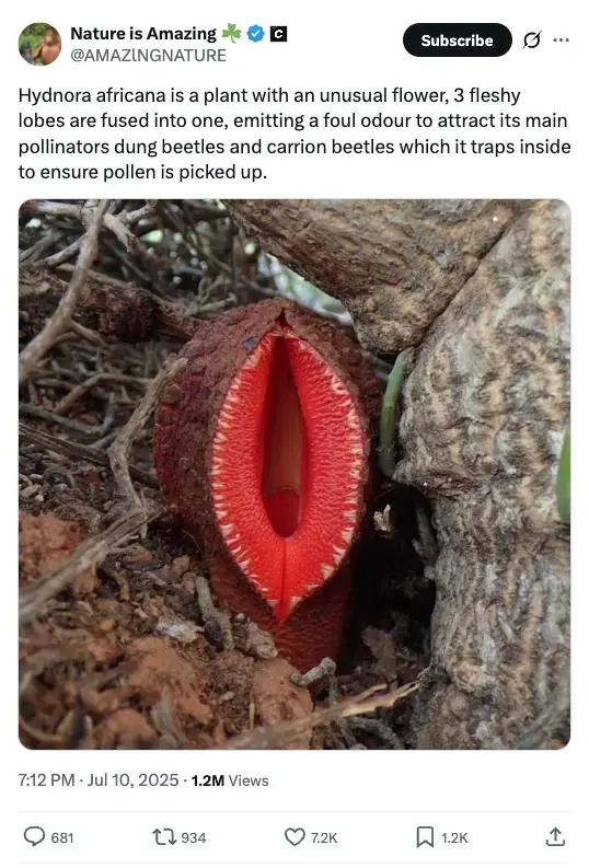 hydnora9.webp