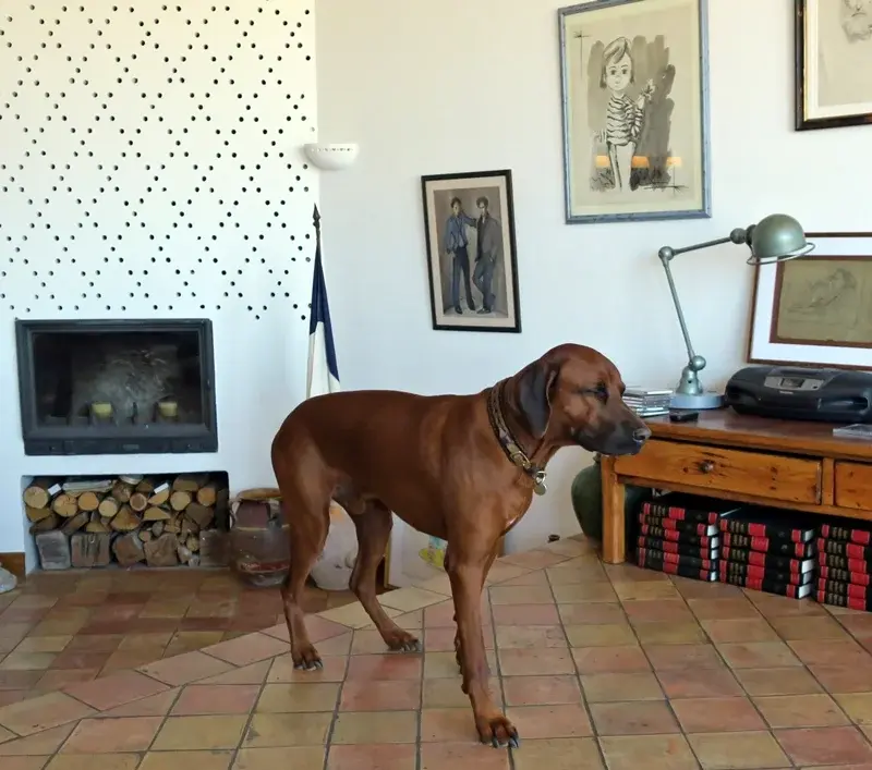 IMG_2807 ab ridge 800.webp