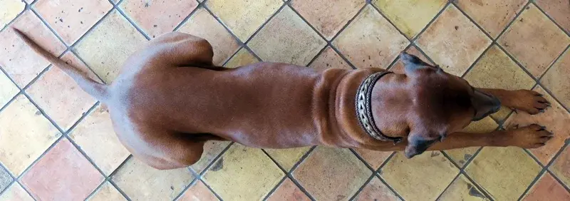 IMG_2814 aa 800.webp