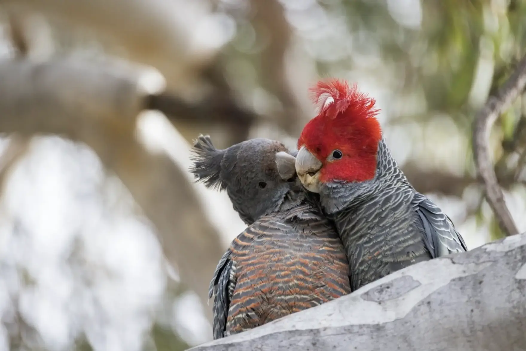 Screenshot 2025-08-15 at 10.31.31 am.webp