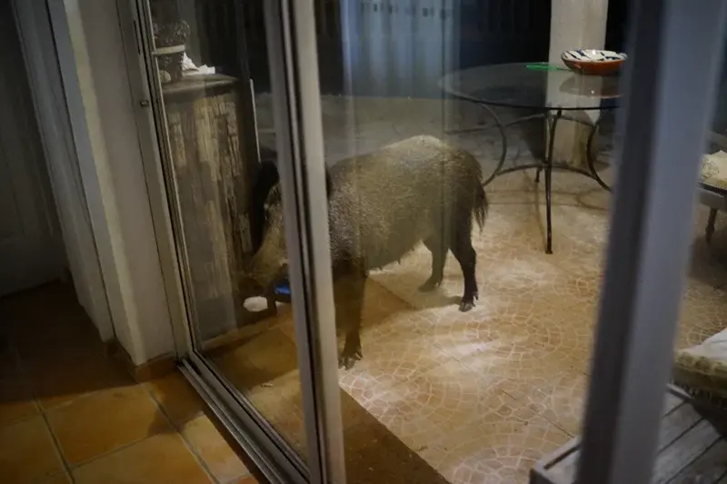 DSC01971 ricarda 800.webp