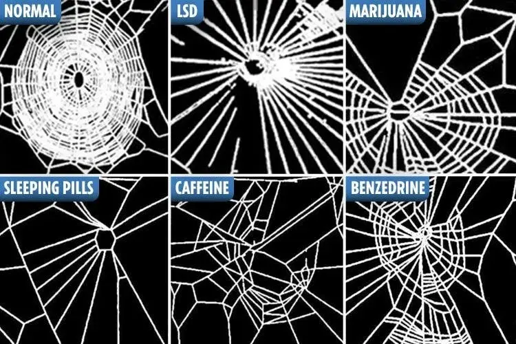 spinnennetz drogen spider web.webp