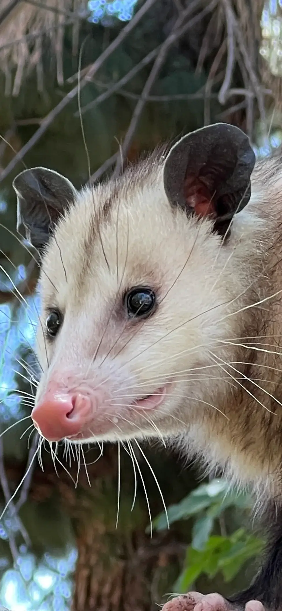 possum.webp