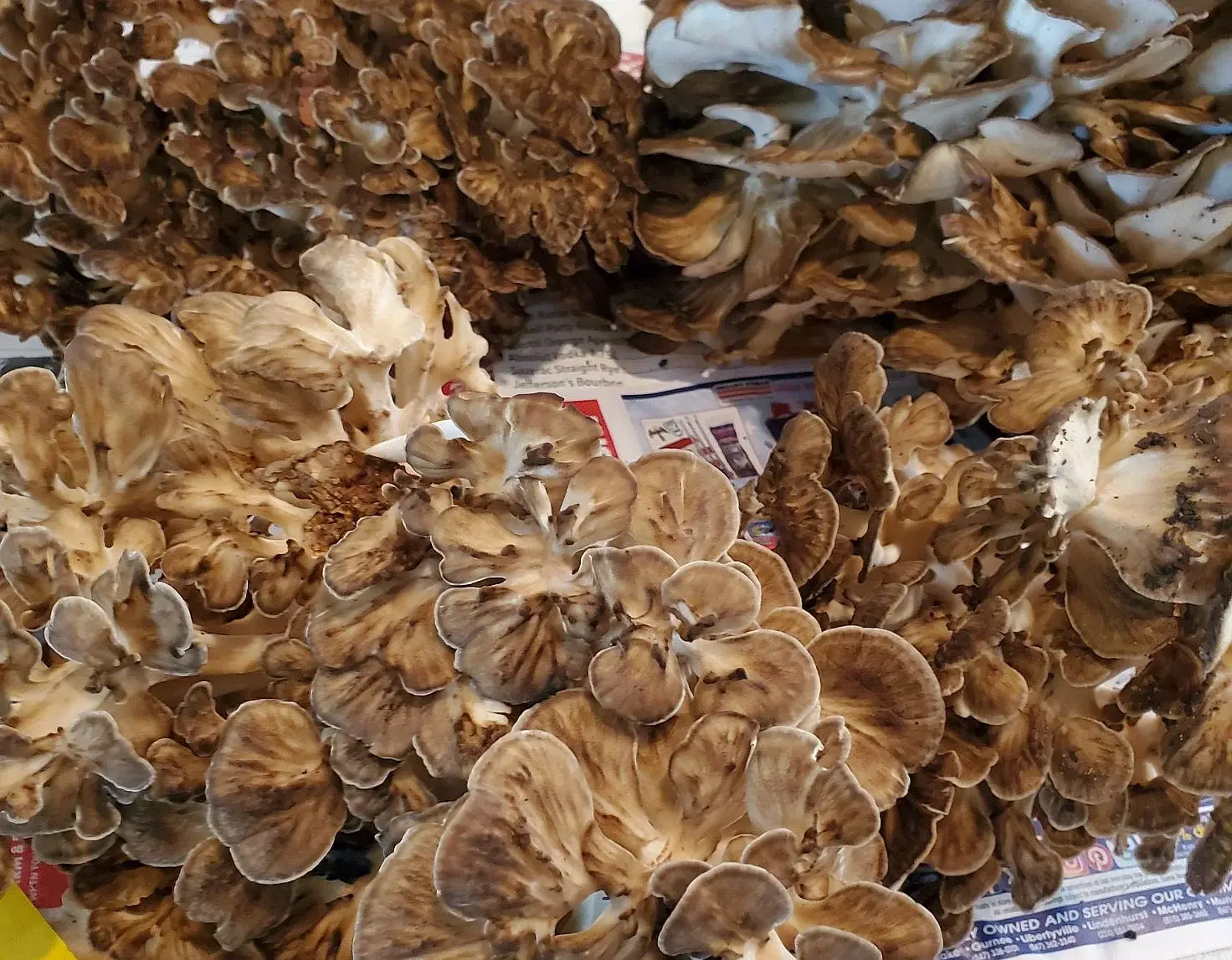 SH600 Hen of the Woods 20250920_115736.webp