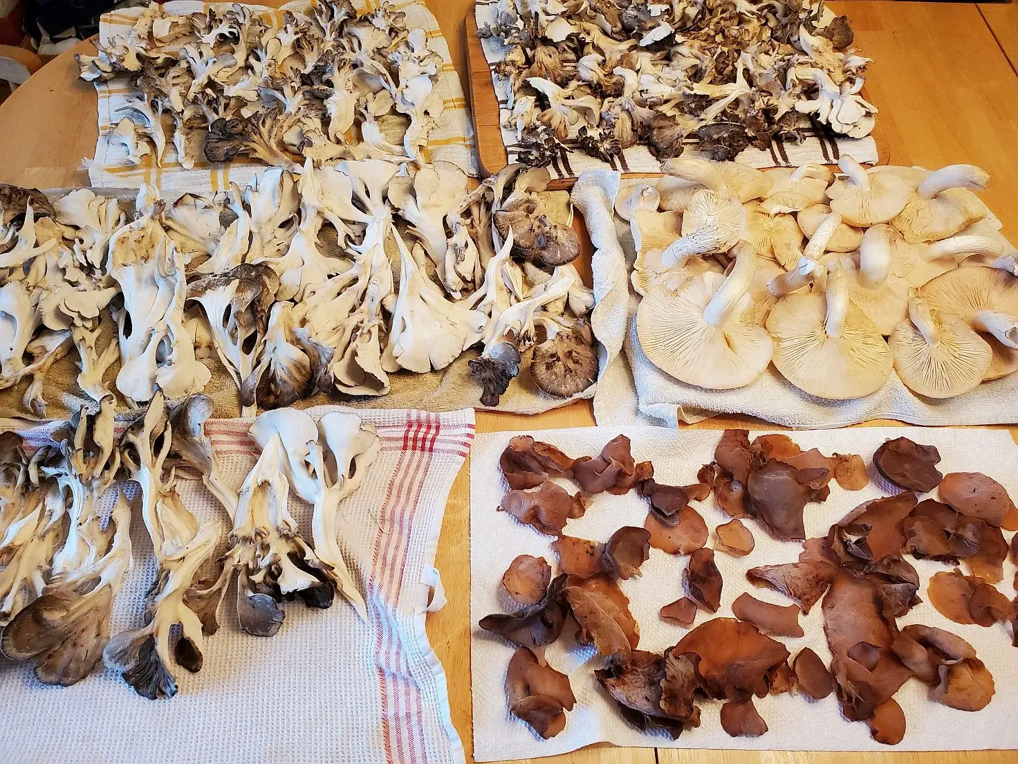 mushrooms 1 20250921_072119.webp