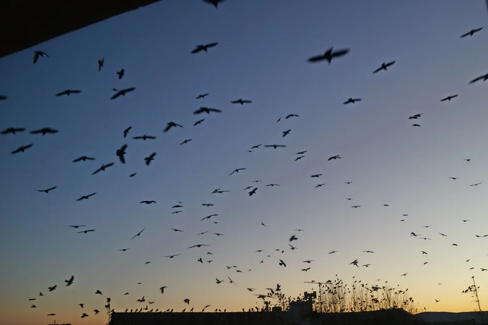 DSC01086bm vögel.webp