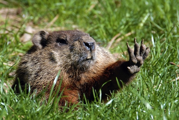 woodchuck-130416.jpg