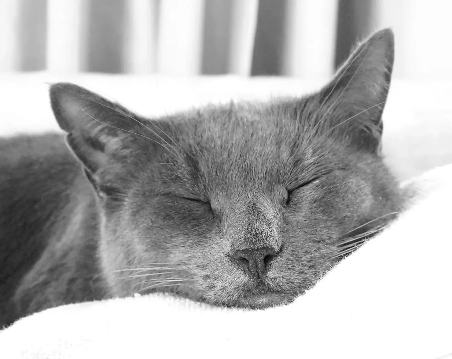 DSC02406a sw prince m.webp