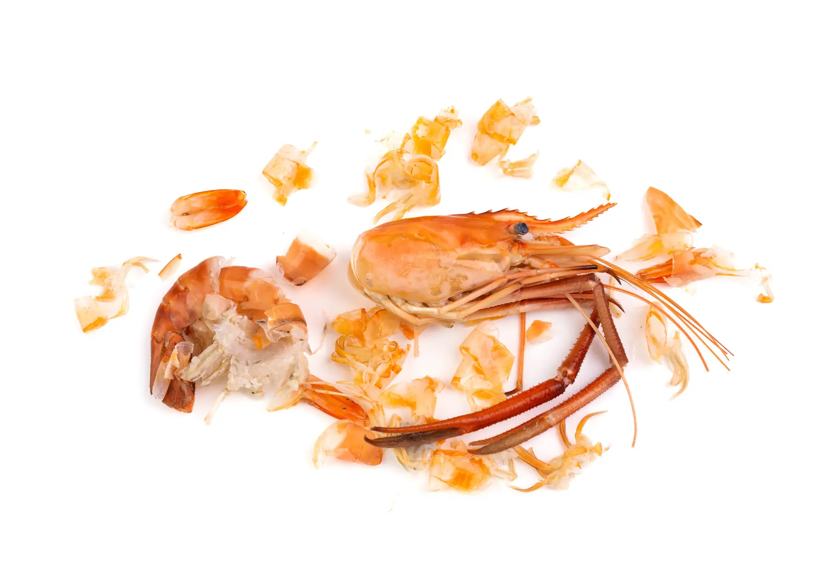 vecteezy_shrimp-heads-and-shrimp-shells-food-waste-leftovers_15230029.webp