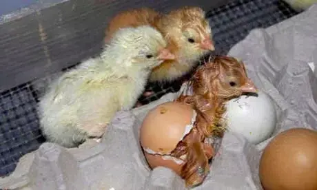 Chicks-hatching--008.webp